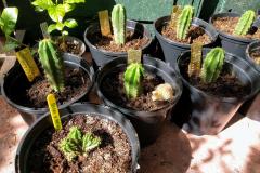 Zelly & Misplant hybrids from PedroPark