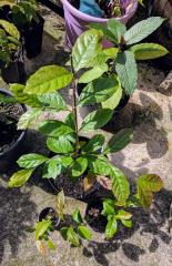 More information about "Sakae Naa (Combretum quadrangulare)"
