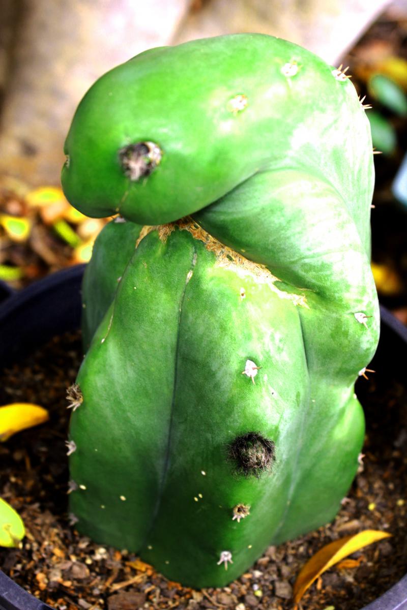 some cactus looking nice after the rain