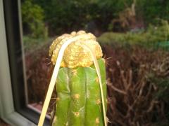 R.I.P. (failed) Aztekium ritterii degrafted and regrafted to Trichocereus pachanoi