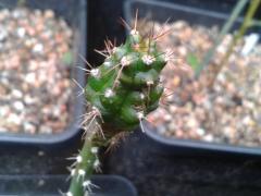 Trichocereus zelidus OP