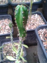 Trichocereus zelidus OP