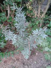 Acacia baileyana purpurea
