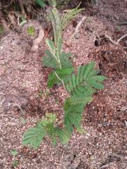 Acacia mearnsii