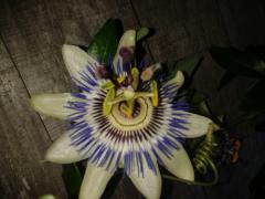 Passiflora flower