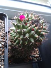 Mammillaria polythele