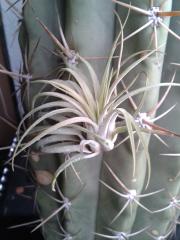 Tillandsia ionantha ionantha