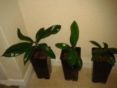 More information about "Picralima nitida"