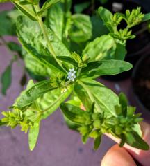 Stevia Rebaudiana Flowers