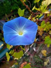 Late Blooming Heavenly Blue