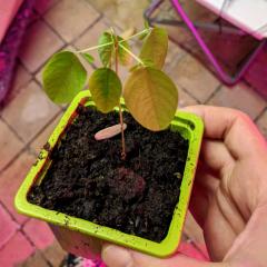 Desmodium gyrans (Dancing Plant)