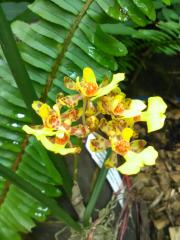 oncidium cebolleta