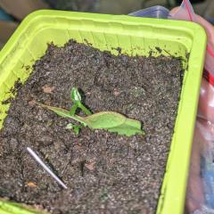 Psychotria alba leaf sprouts