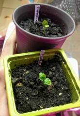 Psychotria gabriellae seedlings