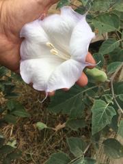 Datura.wrightii6.jpg