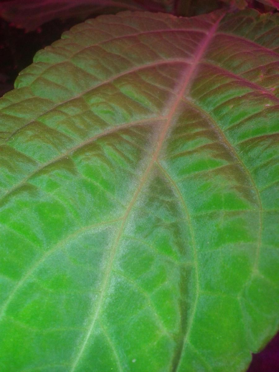 Salvia divinorum leaf
