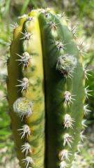 Variegated Trichocereus Pasacana