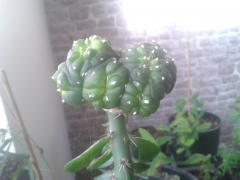 Lophomophora 'Freaky'