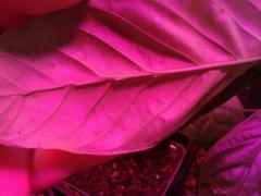 Psychotria viridis espina / domatia / foveole MP/Bach clone