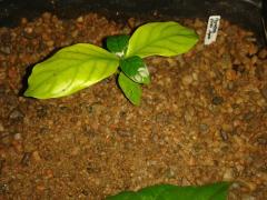 Psychotria viridis Shipibo strain