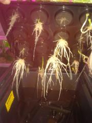 Roots from aeroponic