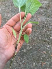 Datura wrightii and hybrids