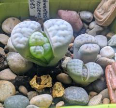 Lithops new growth
