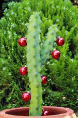 Festive Cactus