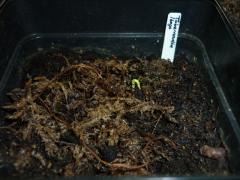 Tabernanthe iboga sprout / soil breach