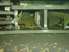 New inhabitants - L128 Hemiacistrus sp' and L046 Hypancistrus zebra