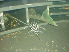 New inhabitants - L128 Hemiacistrus sp' and L046 Hypancistrus zebra