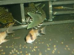 New inhabitants - L128 Hemiacistrus sp' and L046 Hypancistrus zebra