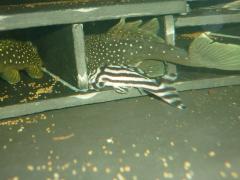 New inhabitants - L128 Hemiacistrus sp' and L046 Hypancistrus zebra