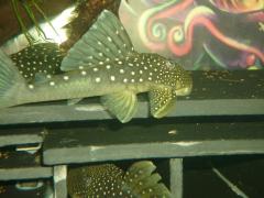 New inhabitants - L128 Hemiacistrus sp'