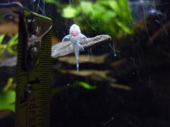 New inhabitants L450 Hypancistrus sp' stowaway juvenile/fry