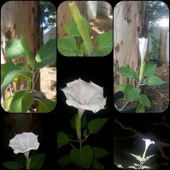 Moonflower (Datura Innoxia)