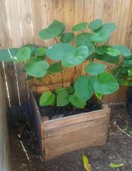 Kava (Piper Methysticum)