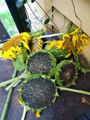 Giant(ish) Sunflowers