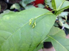 Iboga long fruit flower