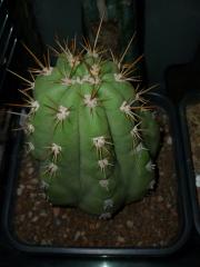 Trichocereus validus / valida Field's Gdn