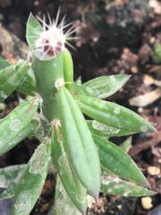 Trichocereus scopulicola xTrichocereus terscheckii 1wk.jpg