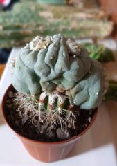 Lophophora cristata