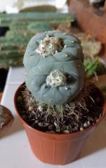 Lophophora cristata flower buds