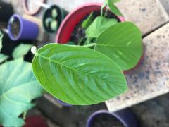 Desmodium gangeticum