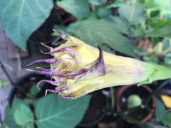 Datura BOC