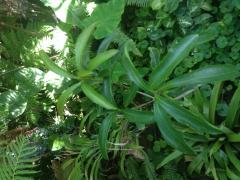 More information about "Barringtonia acutangula"