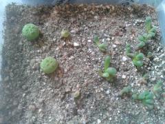 Pseudolithos and Frithia