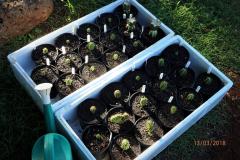 seedlings