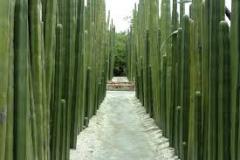 Cactus Fence