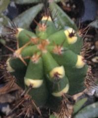 Trichocereus bridgesii pure species yellow.jpg